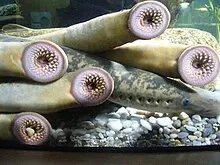 Parasites (Deeper)