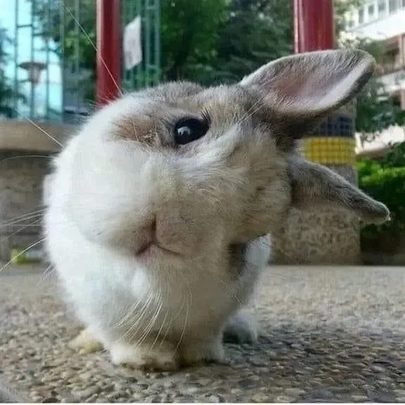 Hii