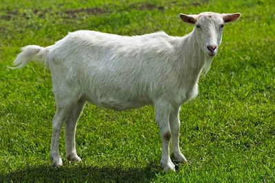 Jane the Goat (and co.)