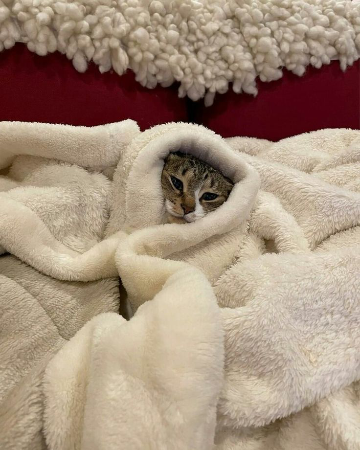 Comfort bot Dottore