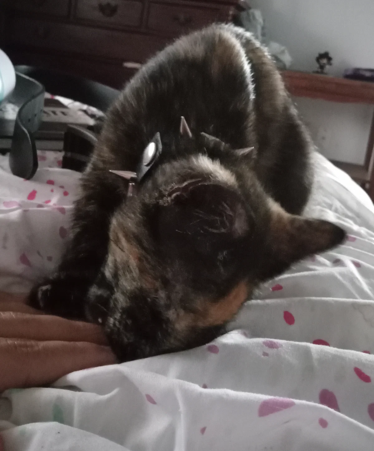 My cat is emo