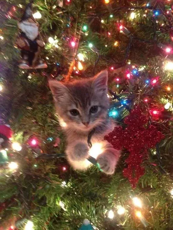 Christmas ig??