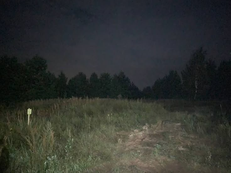 Scary forest 