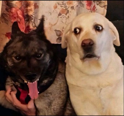 hey gang