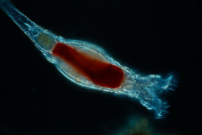 Rosie - MICROBESSSSS