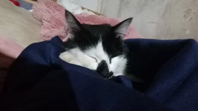 Animal Hospital Anomalies— Pick-me