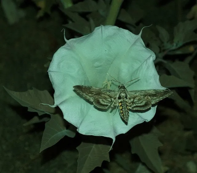 Chat with Moth