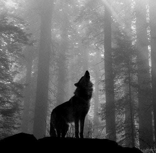 Wolf Pack