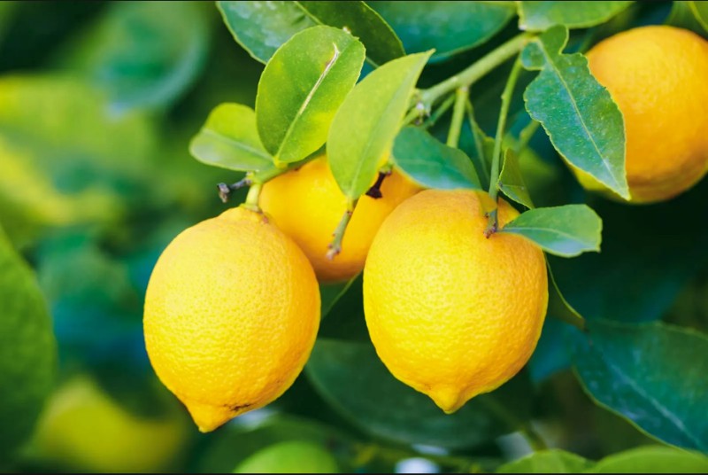 Chat with lemon