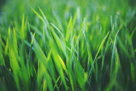 Grass Field