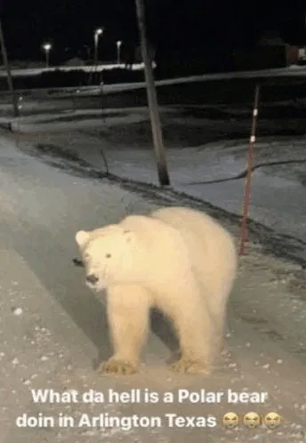 What da hell is a polar bear doin in Arlington Texas 😭😭😭