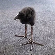 Pukeko meme (I think)