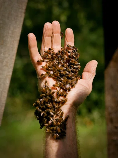 You become a beehive