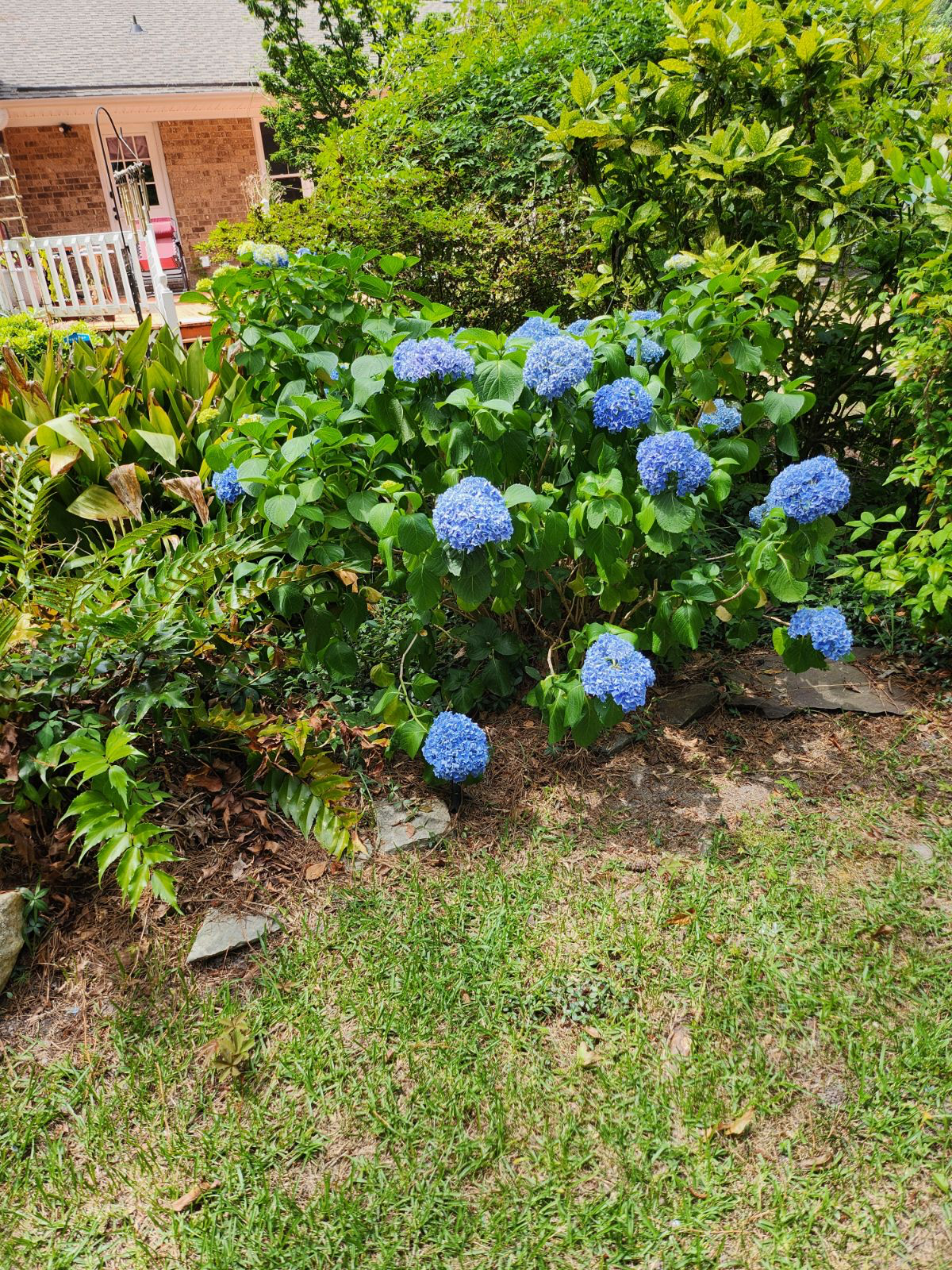 The Mystery Flowers