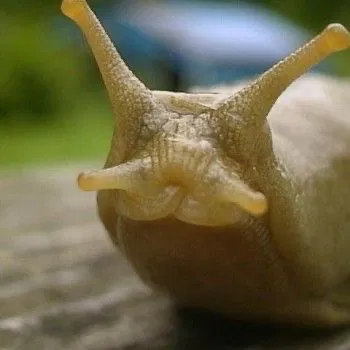  durian slug king
