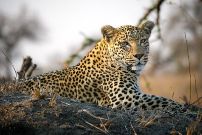 Leopard Family