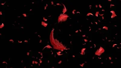 Let the Feathers Fall Where They May