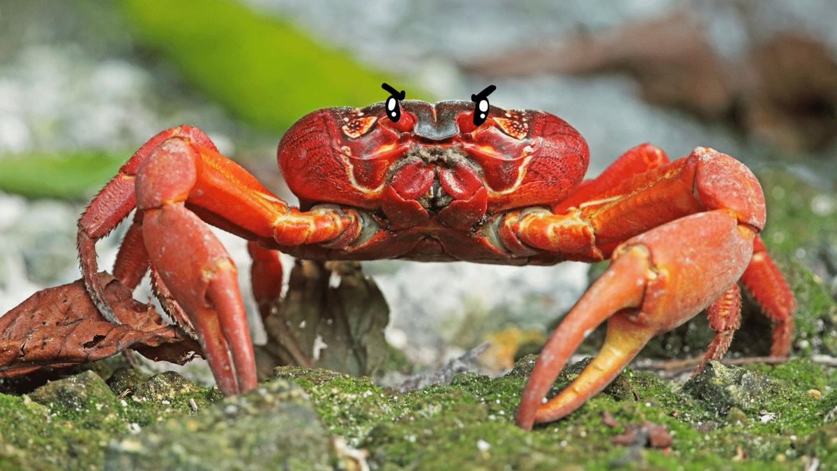 Revolution of the Christmas Island Red Crab