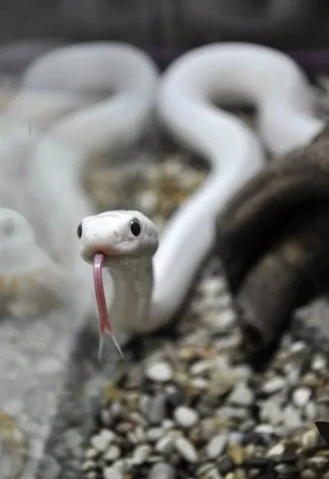 The White Snake