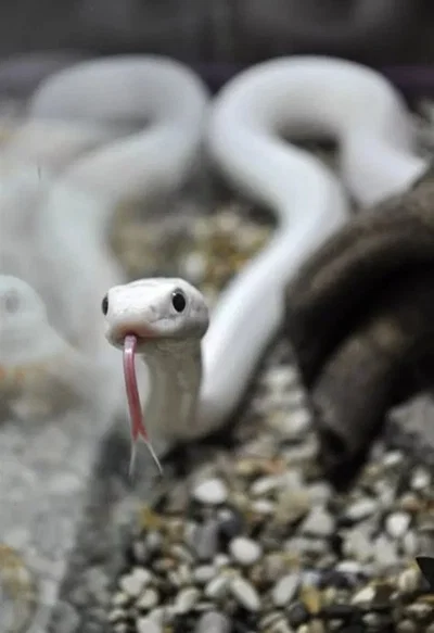 The White Snake