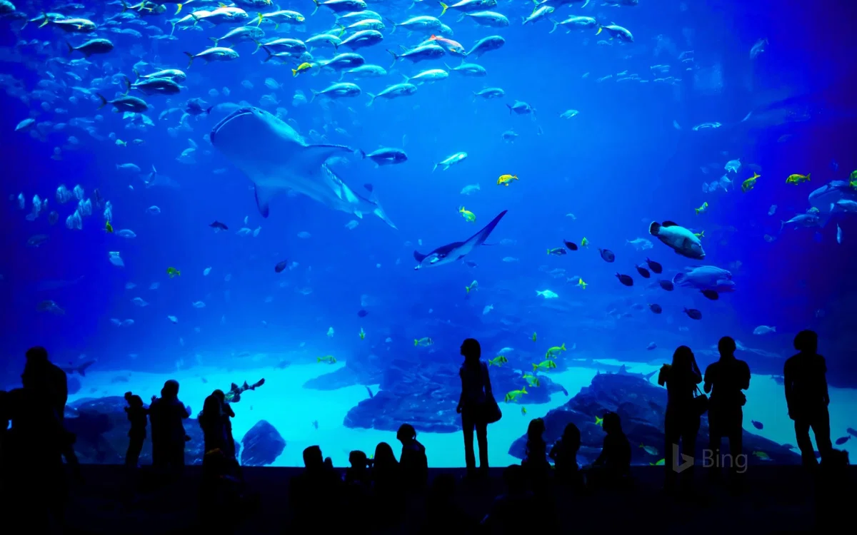 ☆⋆~| Zonch Aquarium |~⋆☆