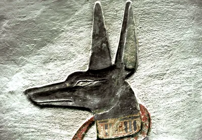 Anubis' curse