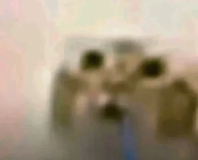 Some fuckass cat