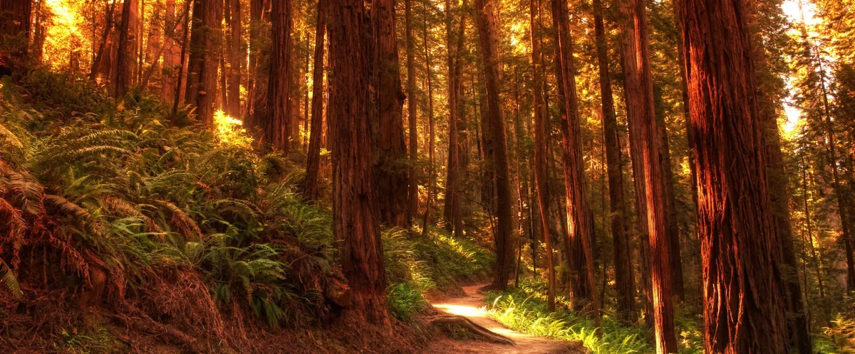 ->~Redwood Forest~<-
