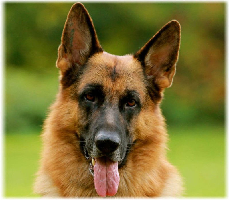 German Shepherd