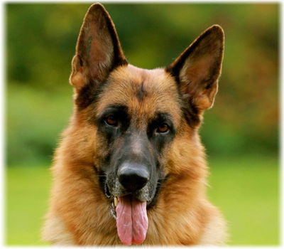 German Shepherd