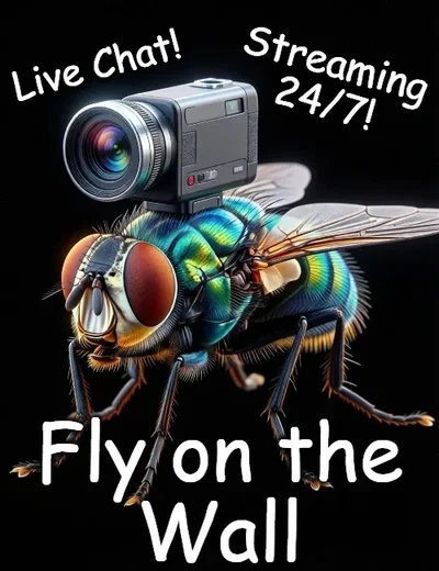 Fly on the Wall