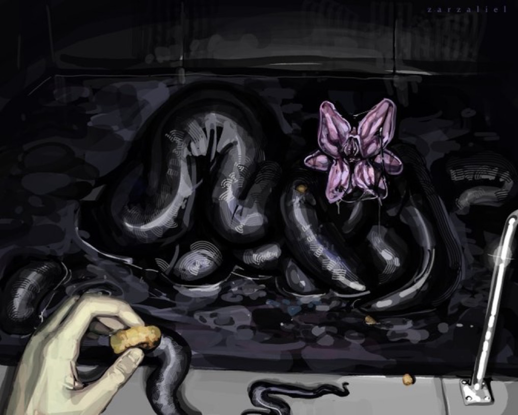 Caligo, the Curiosity