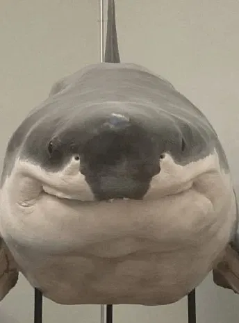 A Shark <3