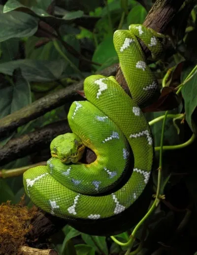 Saveer Susaurian | 🐍Serpentine🐍