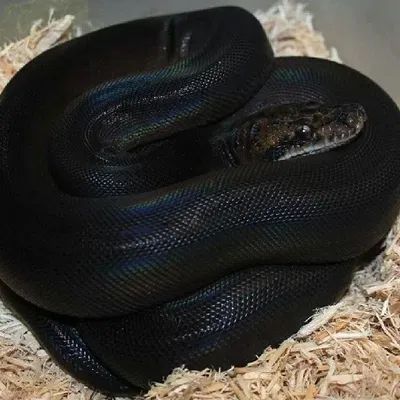 Veran Hollow | 🐍Serpentine🐍
