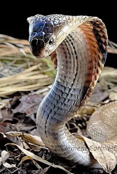 Aankirin Sevna | 🐍Serpentine🐍