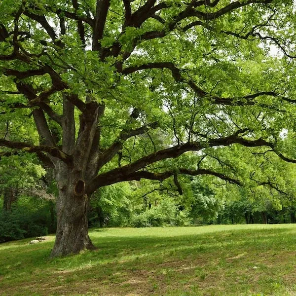 Oak Tree