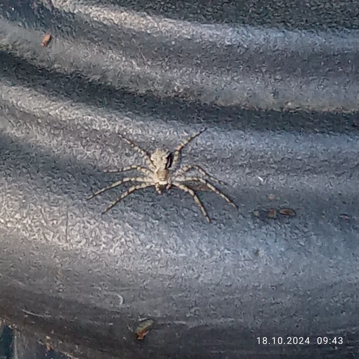 🕷️