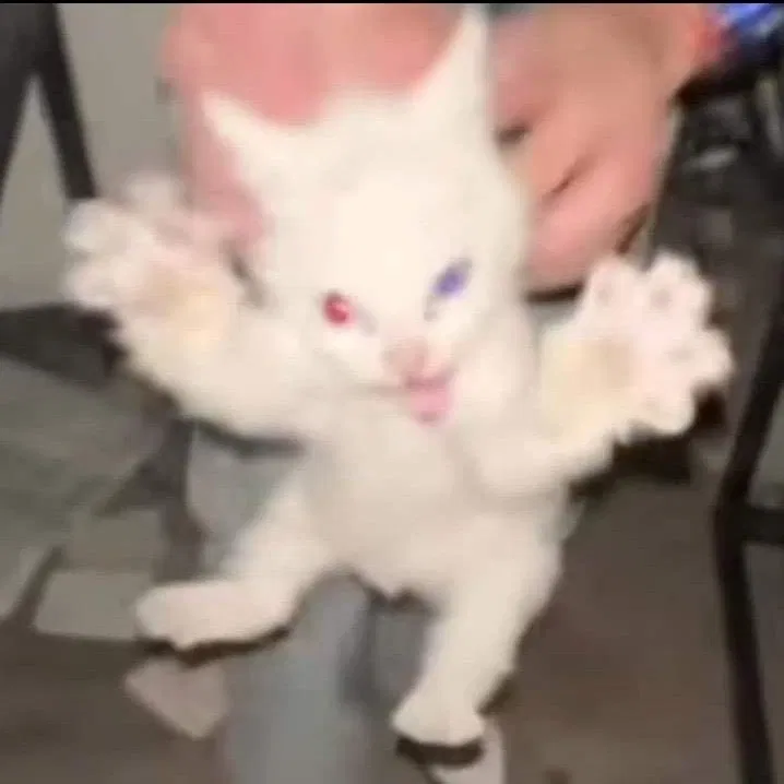 Katze