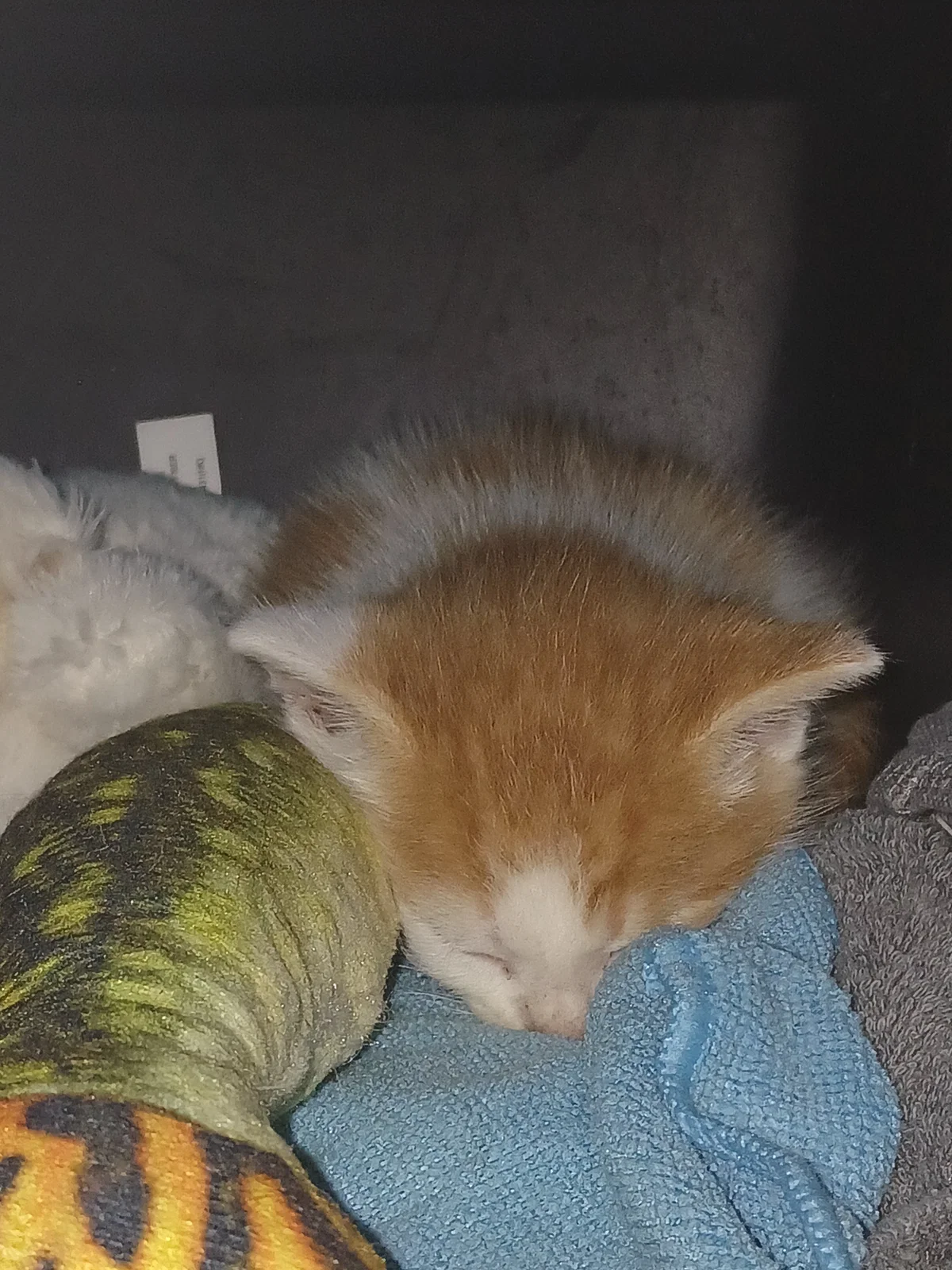 Kitty.