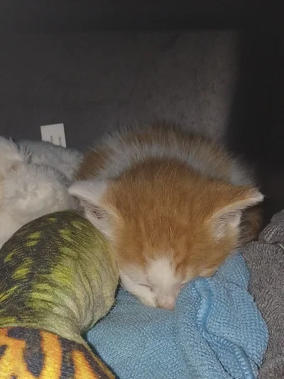 Kitty.