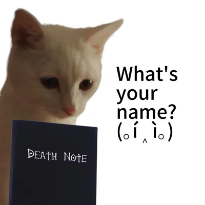 kitten