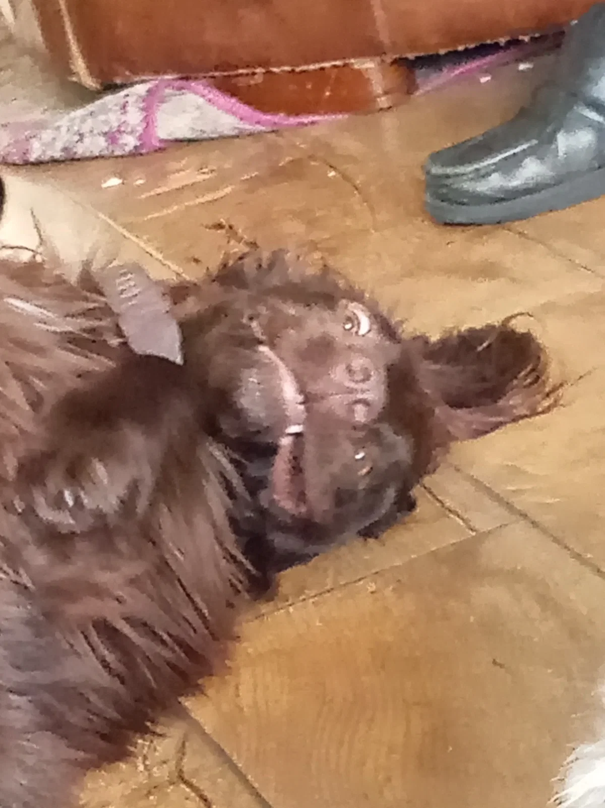 Crazed goob
