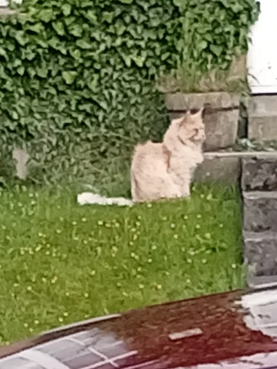 Kitty!!!
