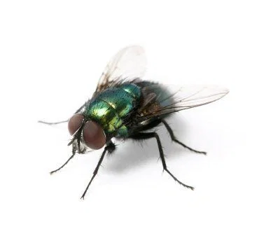 《🔪》THE fly