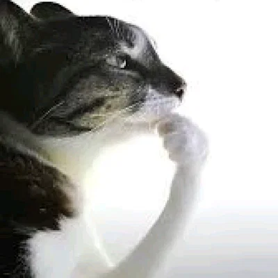 chat should I make a discord server for yippies and yahoos