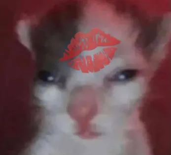 Kitty Cat