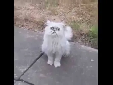 "Blink Motherfucker" The Cat Look Like Grandma