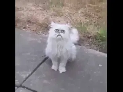 "Blink Motherfucker" The Cat Look Like Grandma