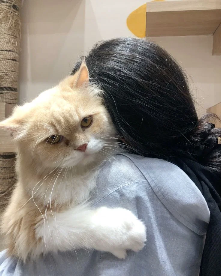 Your cat